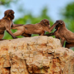 Aventuras de Monos
