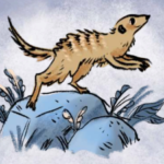 La magia de la suricata