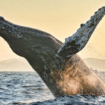 Las Ballenas