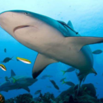 Los Tiburones